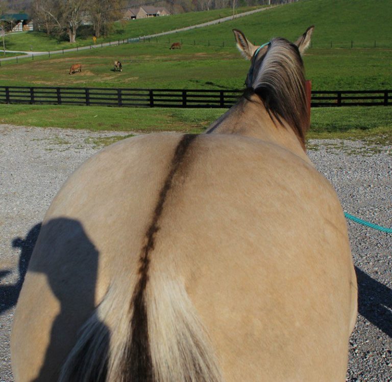 SS Dunnit In Rawhide