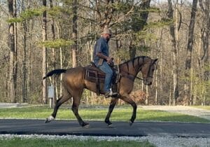 Matt Dillion | Thehorsebay.com