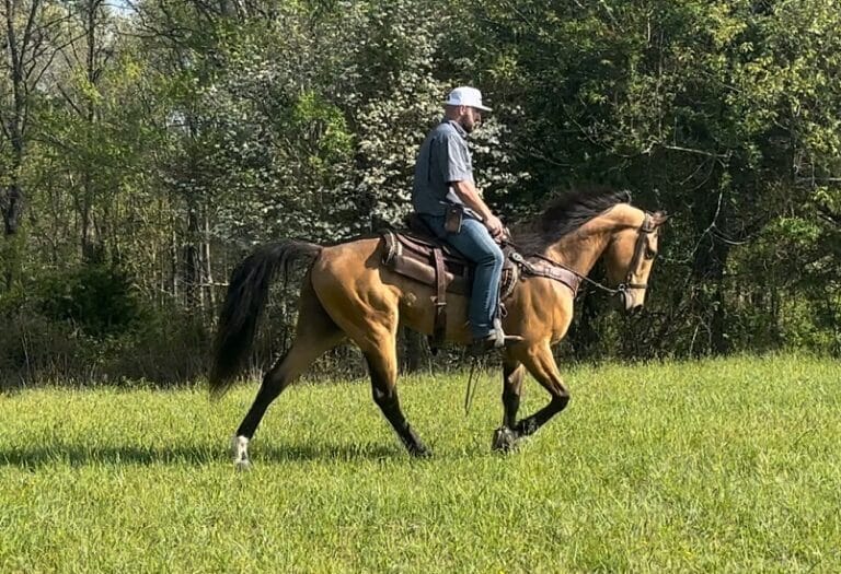 Matt Dillion | Thehorsebay.com