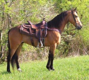 Matt Dillion | Thehorsebay.com