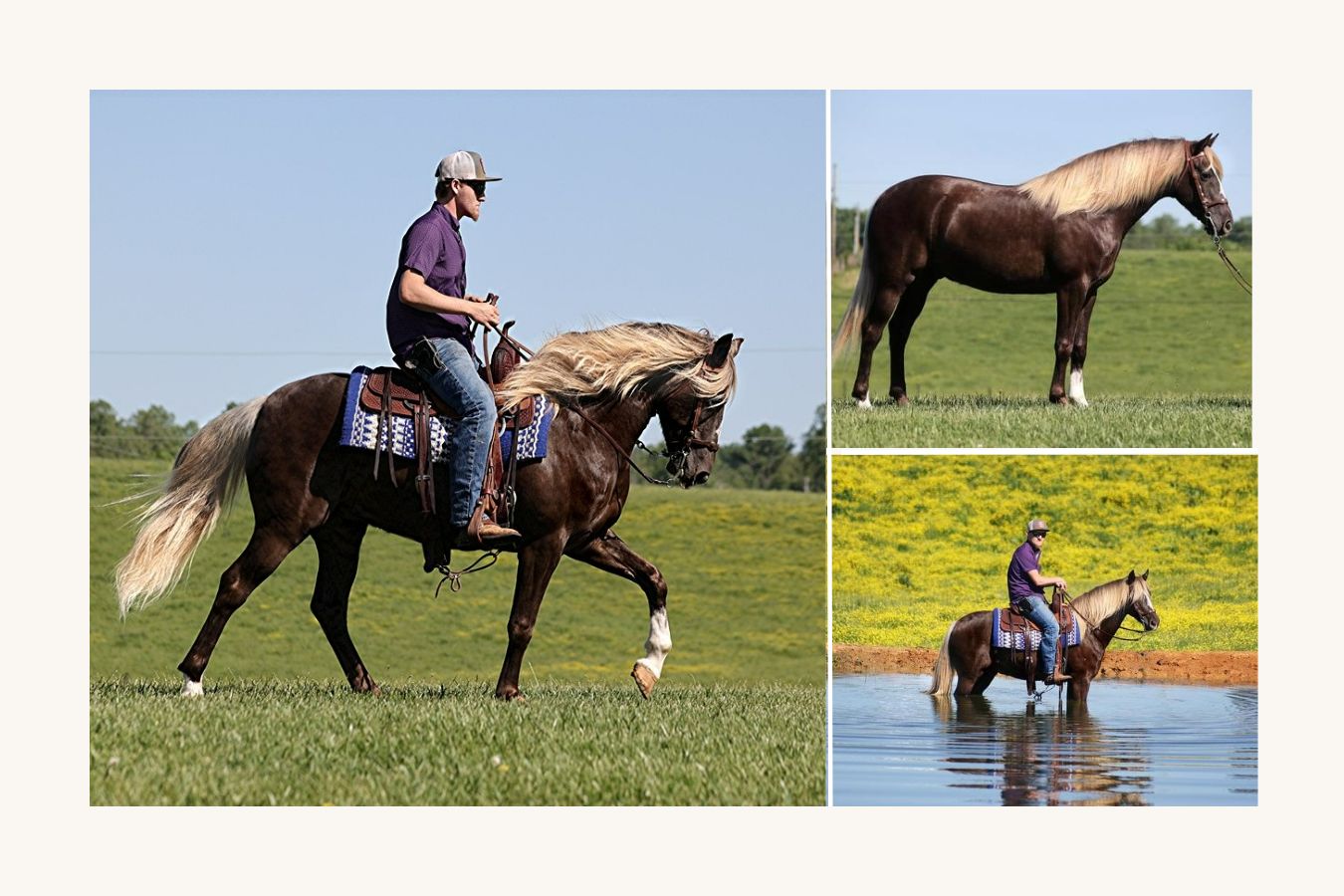 Rocky Mountain Horses for Sale