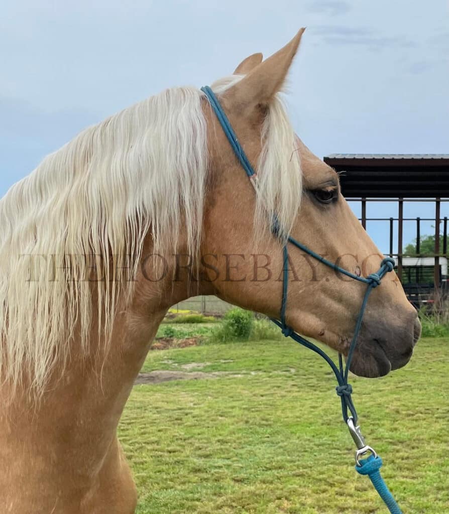 Boondocks | Thehorsebay.com