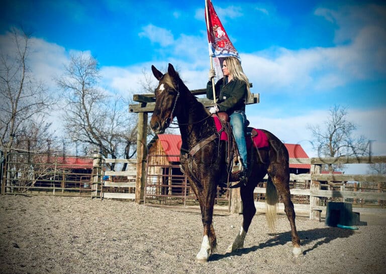 Hersheys Kiss Dutch Harness Horse for Sale