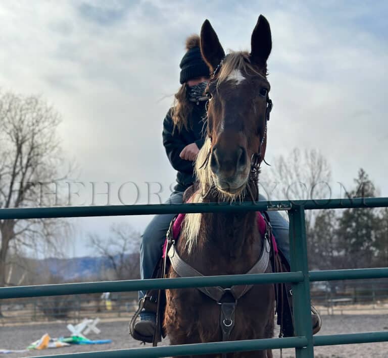 Hersheys Kiss Dutch Harness Horse for Sale