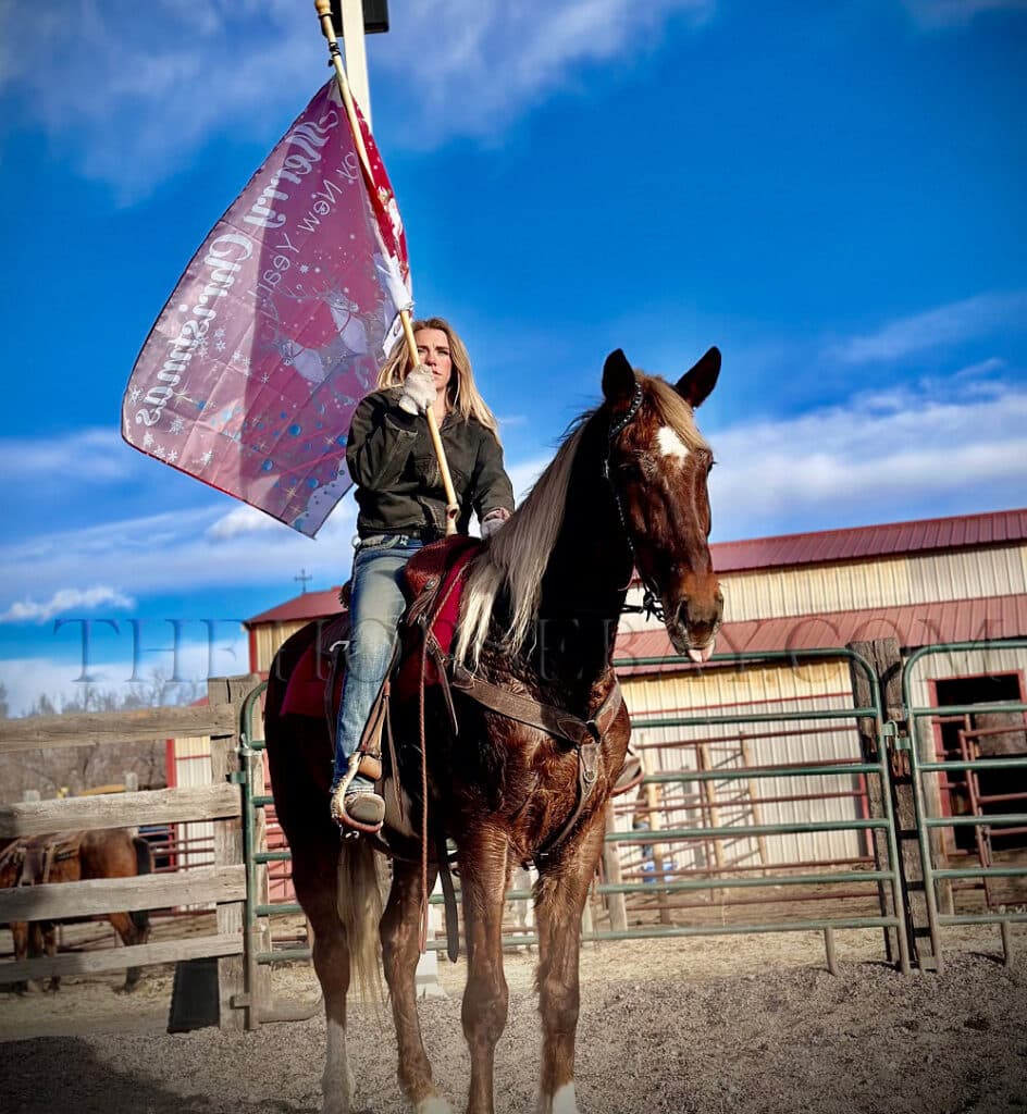 Hersheys Kiss Dutch Harness Horse for Sale