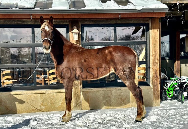 Hersheys Kiss Dutch Harness Horse for Sale