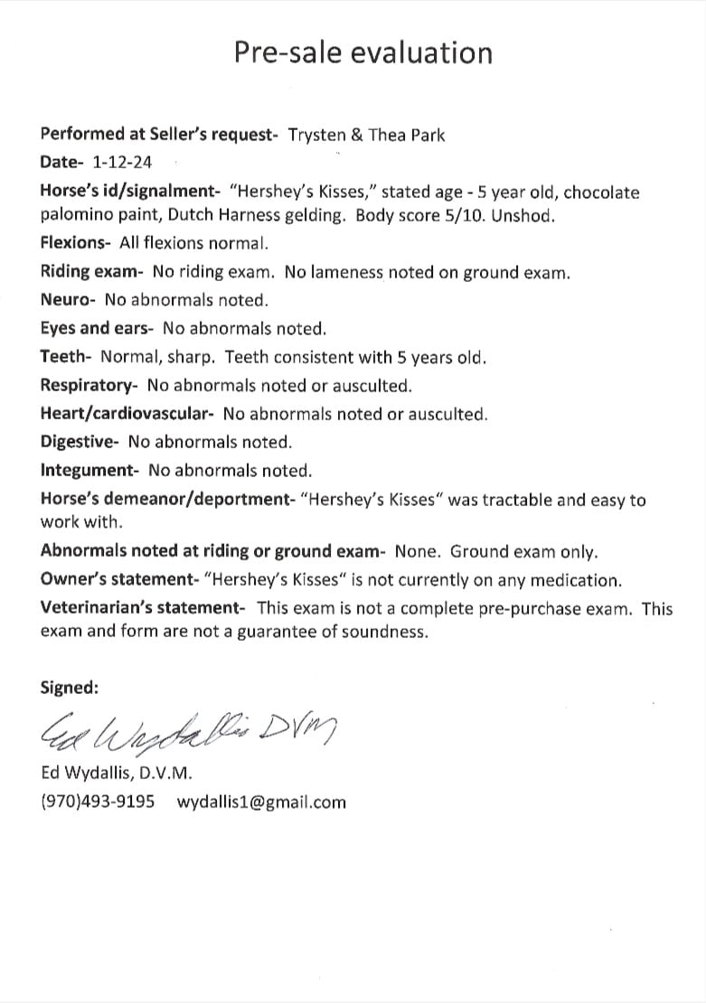 Hersheys Kiss Dutch Harness Horse for Sale