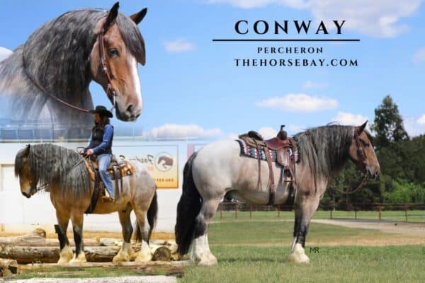 conway-bay-roan-percheron-thehorsebay