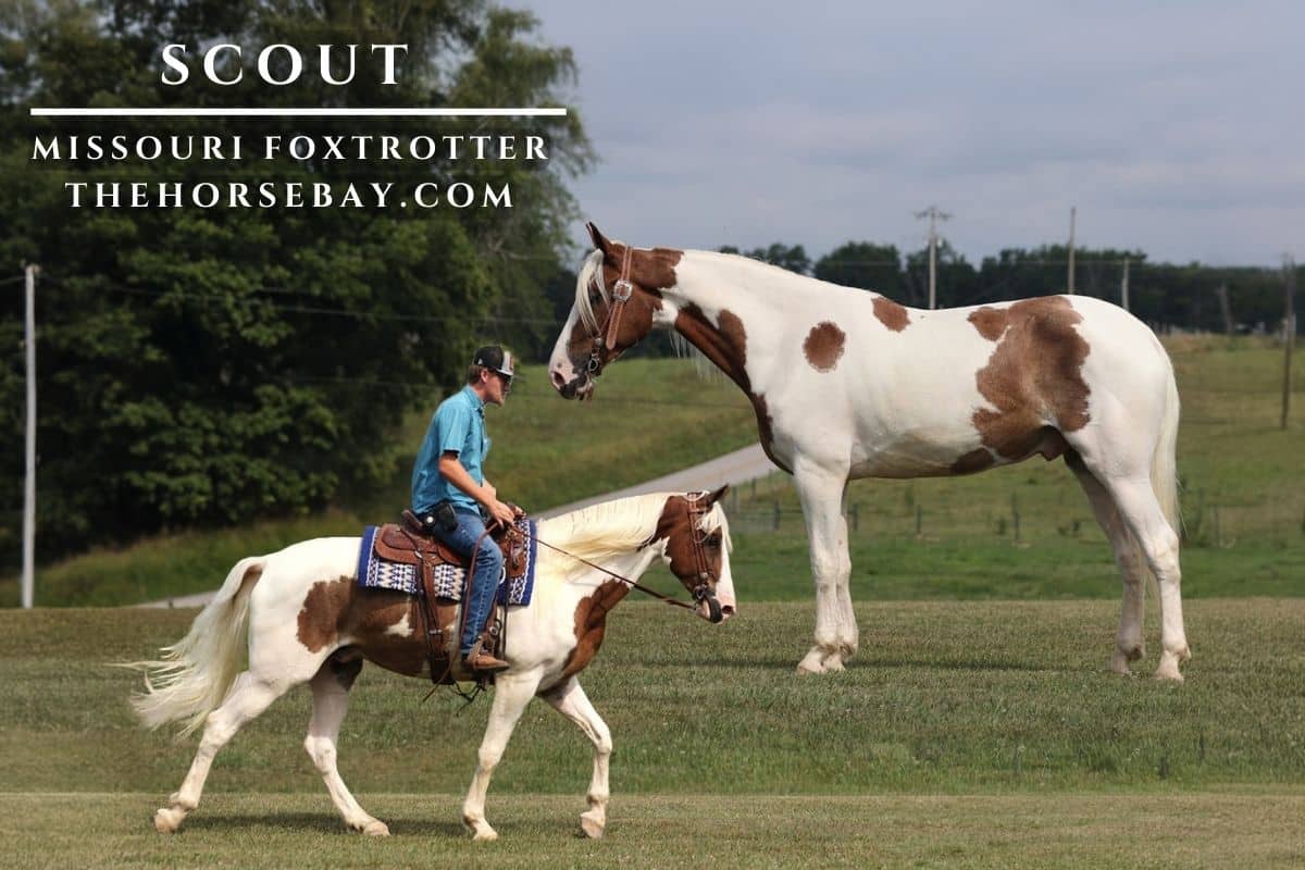 Holt Scout Ranch Scout | Thehorsebay.com