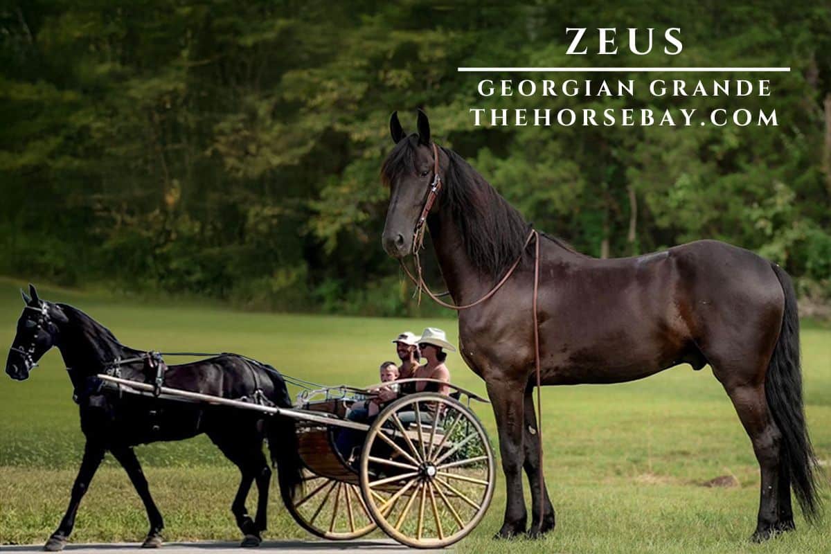 ZEUS | Thehorsebay.com