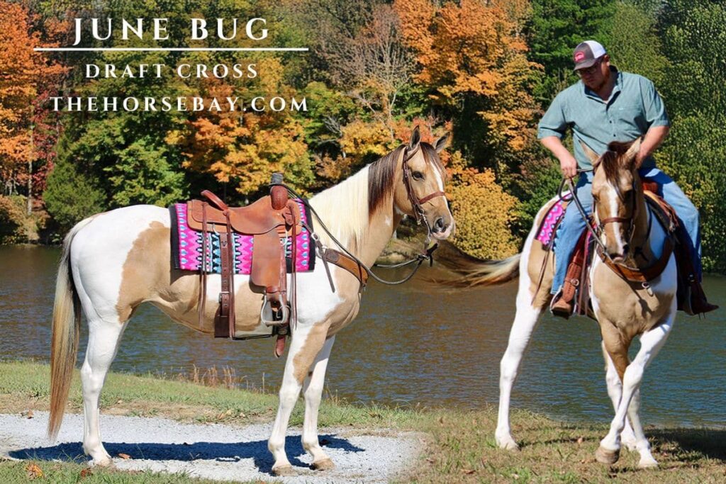 Draft Horses For Sale